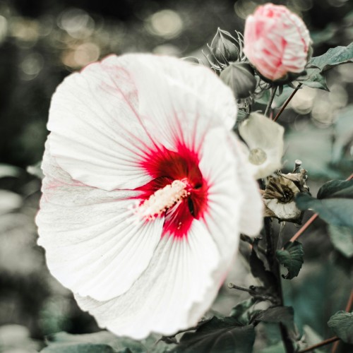 Hibiskus bagienny, bylinowy, błotny biały JOLLY HEART - sadzonka