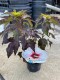 Hibiskus bagienny, bylinowy, błotny biały JOLLY HEART - sadzonka