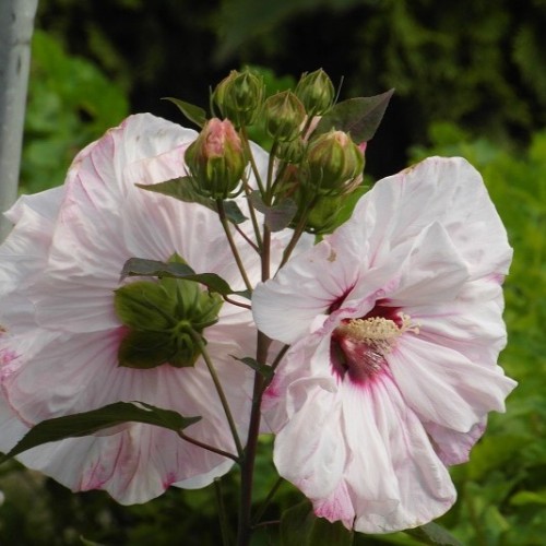 Hibiskus bagienny, bylinowy, błotny biały JOLLY HEART - sadzonka