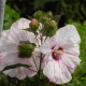 Hibiskus bagienny, bylinowy, błotny biały JOLLY HEART - sadzonka