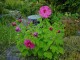 Hibiskus bagienny, bylinowy, błotny fioletowy PLUM CRAZY - sadzonka