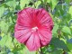 Hibiskus bagienny, bylinowy, błotny czerwony ROBERT FLEMING - sadzonka