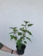 Hibiskus bagienny, bylinowy, błotny czerwony ROBERT FLEMING - sadzonka