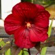 Hibiskus bagienny, bylinowy, błotny czerwony ROBERT FLEMING - sadzonka