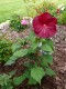 Hibiskus bagienny, bylinowy, błotny czerwony ROBERT FLEMING - sadzonka