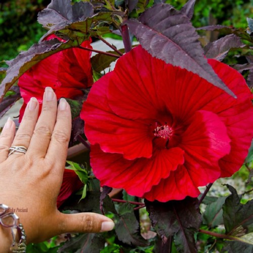 Hibiskus bagienny, bylinowy, błotny czerwony FIBEBALL - sadzonka