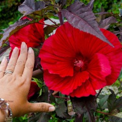 Hibiskus bagienny, bylinowy, błotny czerwony FIREBALL - sadzonka