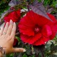 Hibiskus bagienny, bylinowy, błotny czerwony FIBEBALL - sadzonka