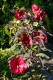 Hibiskus bagienny, bylinowy, błotny czerwony FIBEBALL - sadzonka