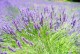 Lawenda BLUE SCENT niebieska, wąskolistna, angielska, sadzonki