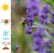 Lawenda BLUE SCENT niebieska, wąskolistna, angielska, sadzonki