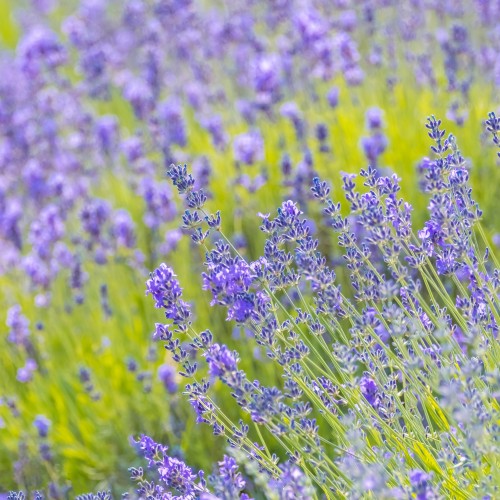 Lawenda BLUE SCENT niebieska, wąskolistna, angielska, sadzonki