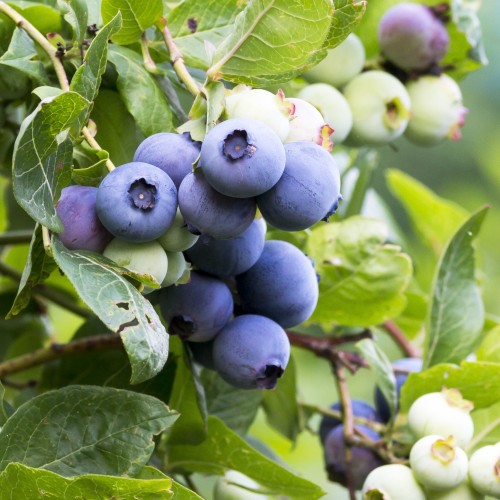 Borówka amerykańska PATRIOT