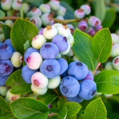 Borówka BRIGITTA amerykańska, wysoka - sadzonki 2, 3 letnie
