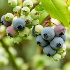 Borówka BONUS amerykańska, wysoka - sadzonki 2, 3 letnie