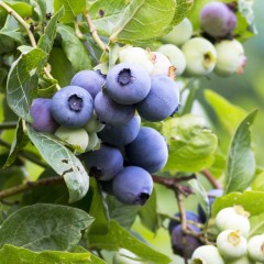 Borówka PATRIOT amerykańska, wysoka - sadzonki 2, 3 letnie