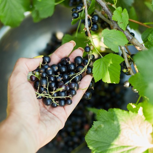 Czarna porzeczka BONA - sadzonki w doniczce