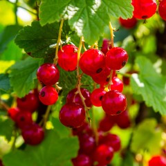 CZERWONA porzeczka sadzonki w doniczce - LUNA