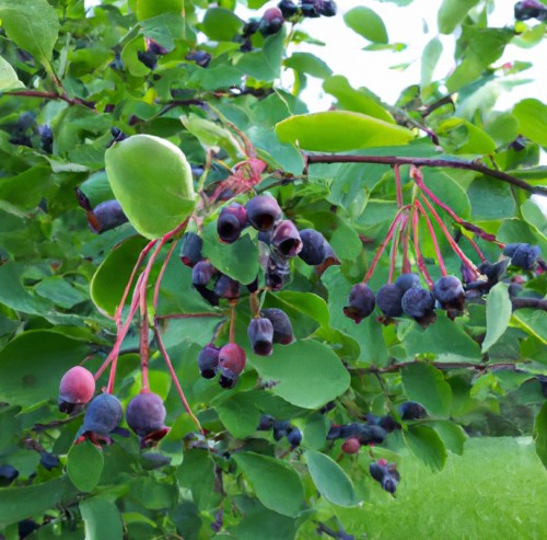 Świdośliwa MARTIN olcholistna - sadzonki drzewo