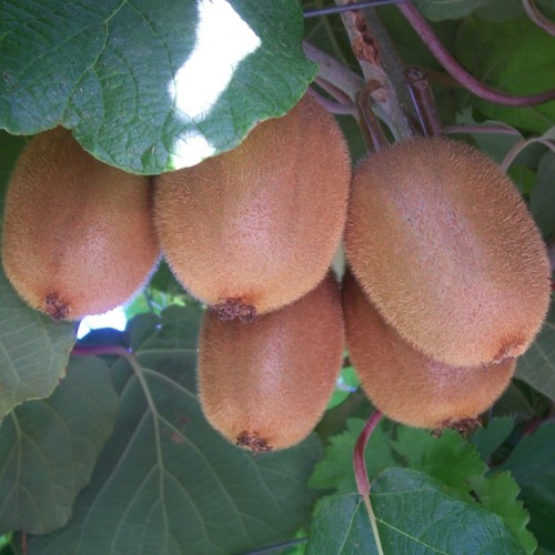 Mini kiwi, Aktinidia ZAKARPACIE sadzonka, krzew