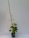 Mini kiwi, Aktinidia ZAKARPACIE sadzonka, krzew