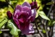 Magnolia BLACK TULIP purpurowa, bordowa tulipanowa - drzewo, krzew sadzonka