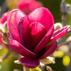 Magnolia BLACK TULIP purpurowa, bordowa tulipanowa - drzewo, krzew sadzonka