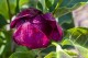 Magnolia BLACK TULIP purpurowa, bordowa tulipanowa - drzewo, krzew sadzonka