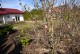 Magnolia BLACK TULIP purpurowa, bordowa tulipanowa - drzewo, krzew sadzonka