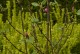 Magnolia BLACK TULIP purpurowa, bordowa tulipanowa - drzewo, krzew sadzonka