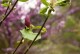 Magnolia BLACK TULIP purpurowa, bordowa tulipanowa - drzewo, krzew sadzonka