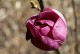 Magnolia BLACK TULIP purpurowa, bordowa tulipanowa - drzewo, krzew sadzonka