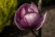Magnolia BLACK TULIP purpurowa, bordowa tulipanowa - drzewo, krzew sadzonka