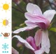 Magnolia różowa DAYBREAK - drzewo, krzew sadzonka