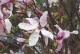 Magnolia różowa DAYBREAK - drzewo, krzew sadzonka