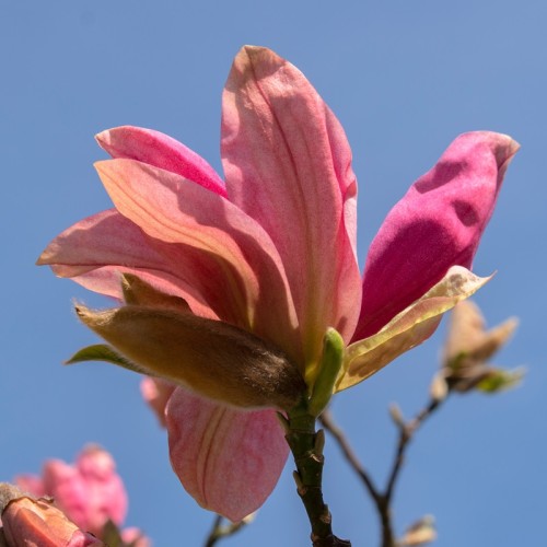 Magnolia różowa DAYBREAK - drzewo, krzew sadzonka