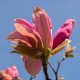 Magnolia różowa DAYBREAK - drzewo, krzew sadzonka