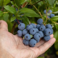 Borówka BLUECROP amerykańska, wysoka sadzonki - najlepsza odmiana