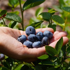 Borówka CHANDLER amerykańska, wysoka sadzonki - najlepsza odmiana