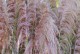 Trawa pampasowa różowa PINK FEATHER wysoka - sadzonki kortaderia