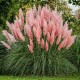 Trawa pampasowa różowa PINK FEATHER wysoka - sadzonki kortaderia