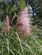 Trawa pampasowa różowa PINK FEATHER wysoka - sadzonki kortaderia