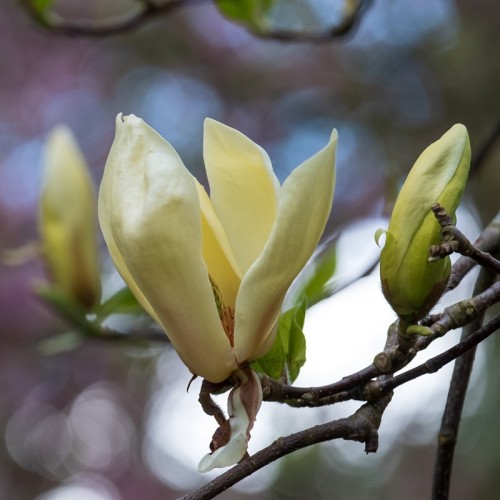 Magnolia YELLOW LANTERN żółta - drzewo, krzew sadzonka