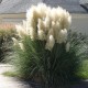 Trawa pampasowa biała WHITE FEATHER wysoka - sadzonki kortaderia