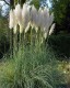 Trawa pampasowa biała WHITE FEATHER wysoka - sadzonki kortaderia