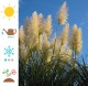 Trawa pampasowa biała WHITE FEATHER wysoka - sadzonki kortaderia