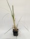 Trawa pampasowa biała WHITE FEATHER wysoka - sadzonki kortaderia