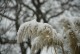 Trawa pampasowa biała WHITE FEATHER wysoka - sadzonki kortaderia