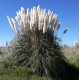 Trawa pampasowa biała WHITE FEATHER wysoka - sadzonki kortaderia
