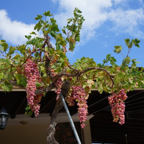 Winorośl, winorgrono bezpestkowe EINSET SEEDLESS - sadzonki